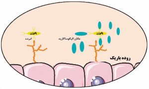 اثر الیگوساکاریدهای دیواره بر جذب پاتوژن های روده ای