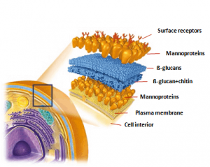 ساختار دیواره سلولی مخمر