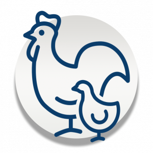 Poultry-Icon