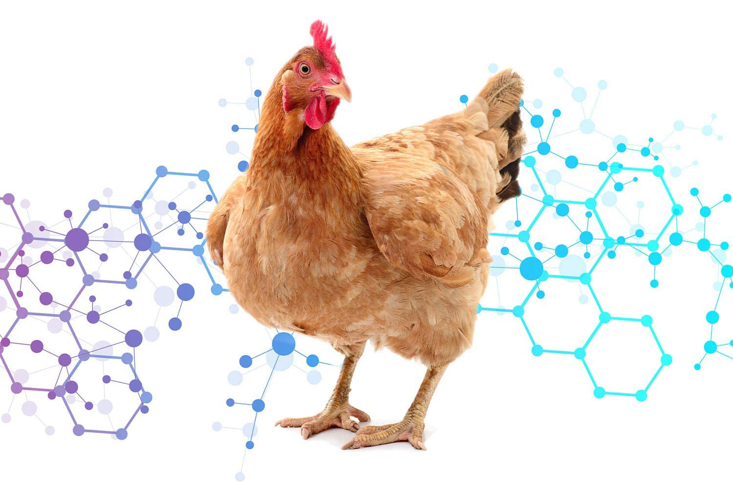 Probiotic-in-Poultry