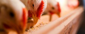 poultry-banner111