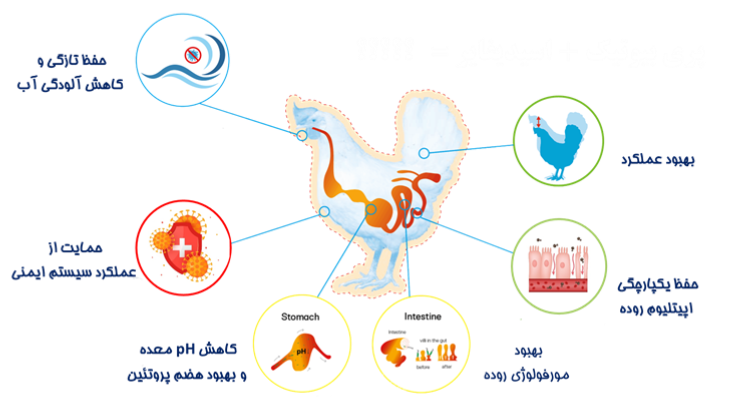 شکل 2- نقش اسیدهای آلی در بهبود سلامت و عملکرد طیور