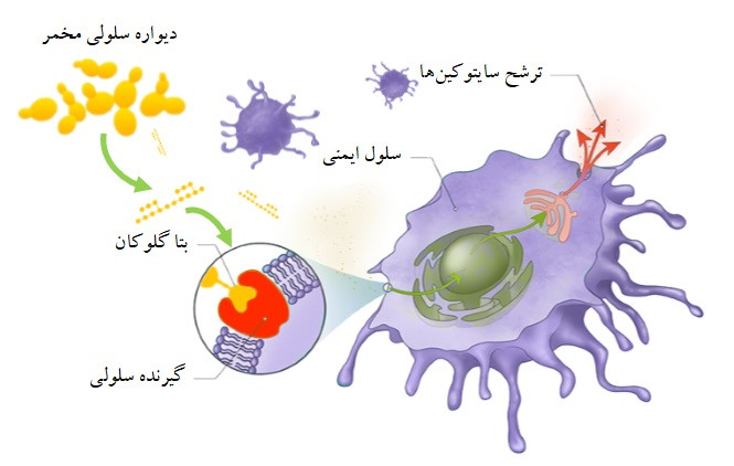 شکل 2– تحریک سیستم ایمنی توسط بتاگلوکان دیواره سلولی مخمر