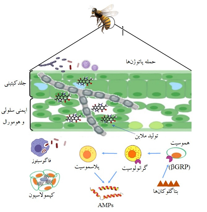شکل1- پاسخ‌های ایمنی سلولی و هومورال زنبور عسل در مواجه با عوامل بیماری‌زا و بتاگلوکان
